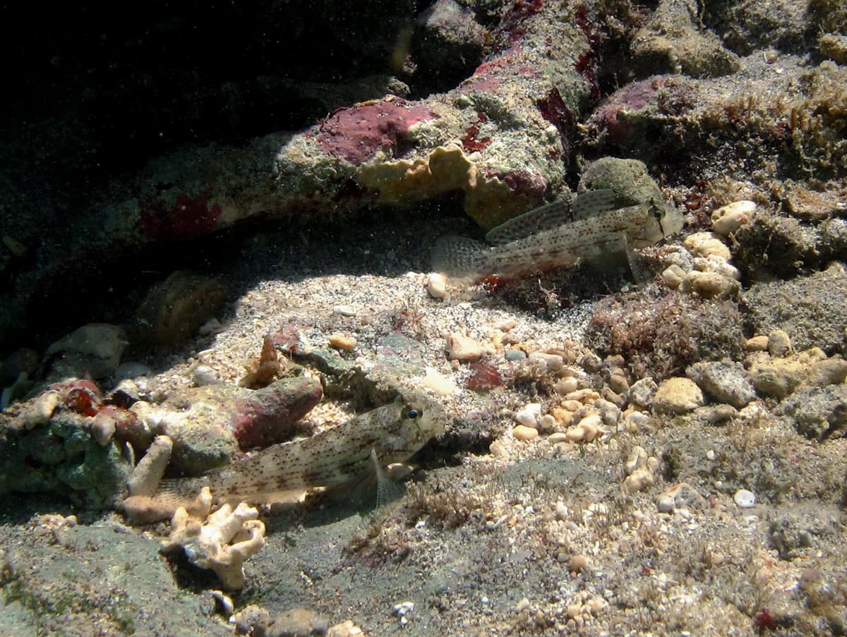 Shoulderspot Goby
