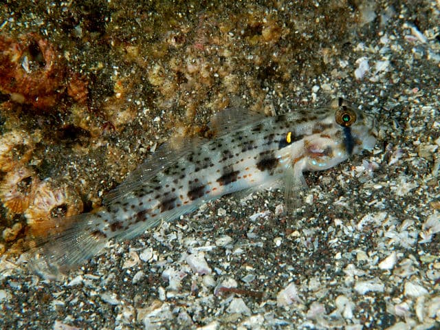 Shoulderspot Goby (Gnatholepis cauerensis)