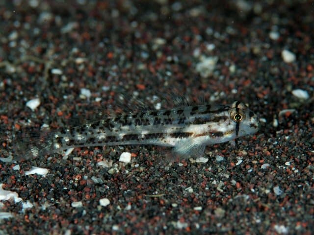 Shoulderspot Goby (Gnatholepis cauerensis)