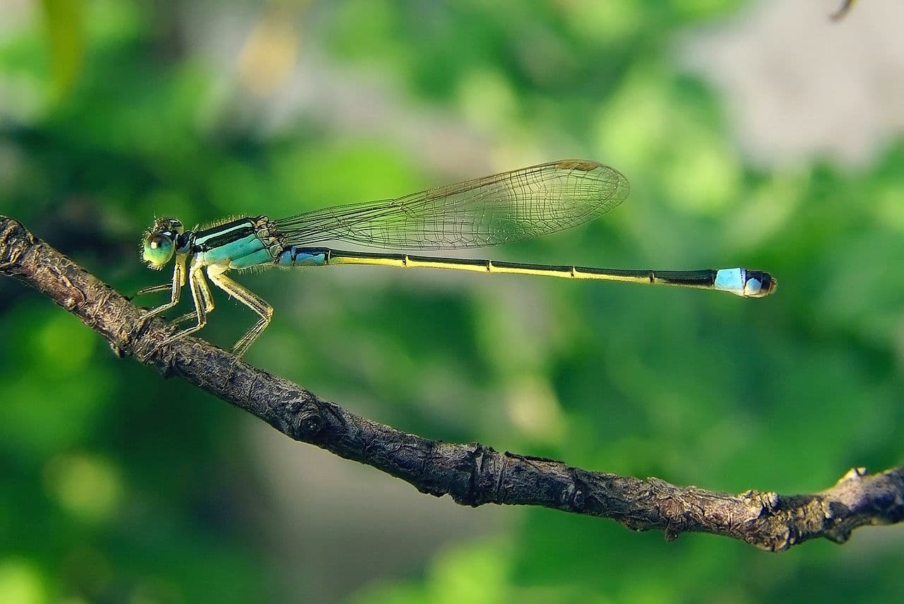 Southern Demoiselle