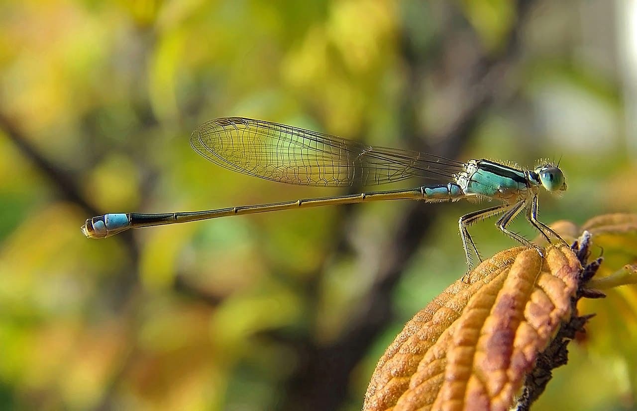 Southern Demoiselle (Chrysiptera notialis)