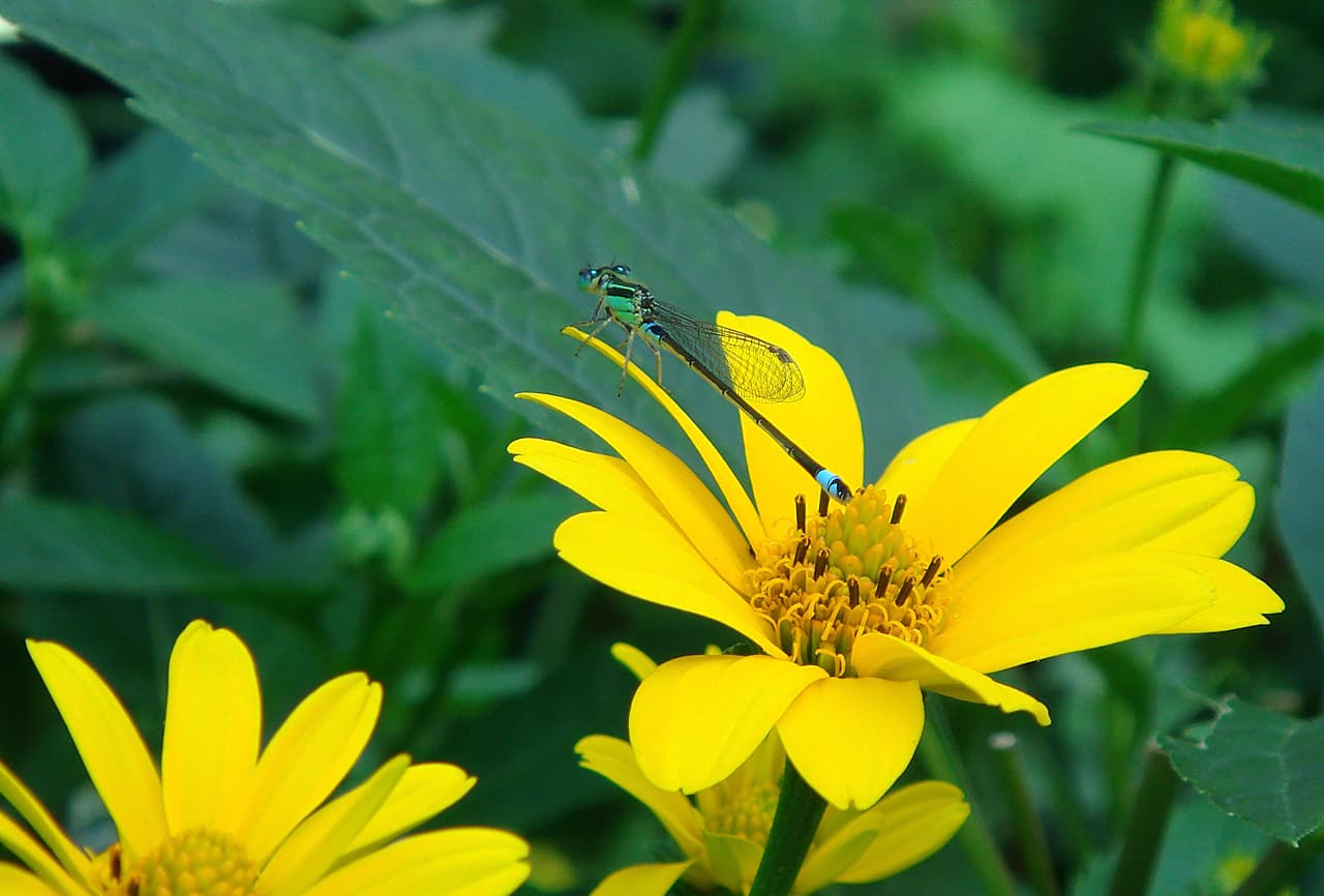 Southern Demoiselle (Chrysiptera notialis)