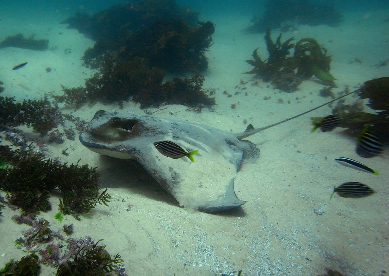 Southern Eagle Ray (Myliobatis tenuicaudata)