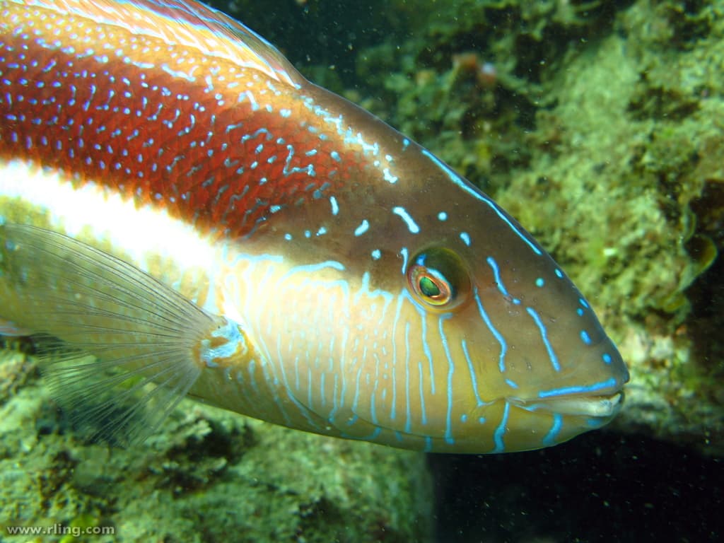 Southern Maori Wrasse