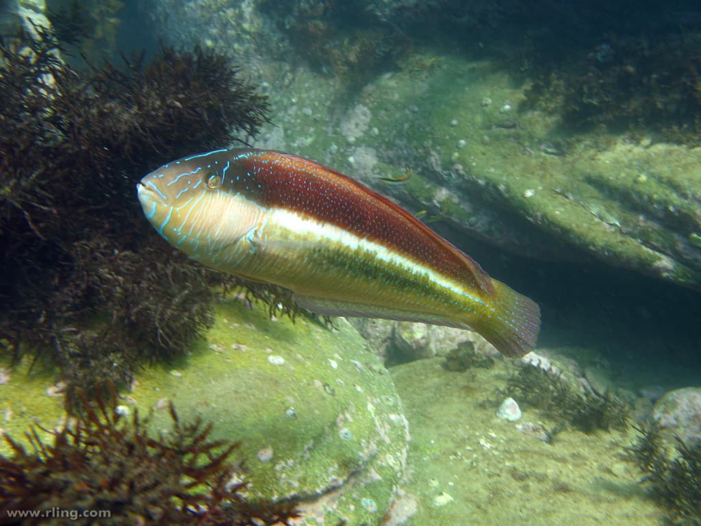 Southern Maori Wrasse (Ophthalmolepis lineolata)