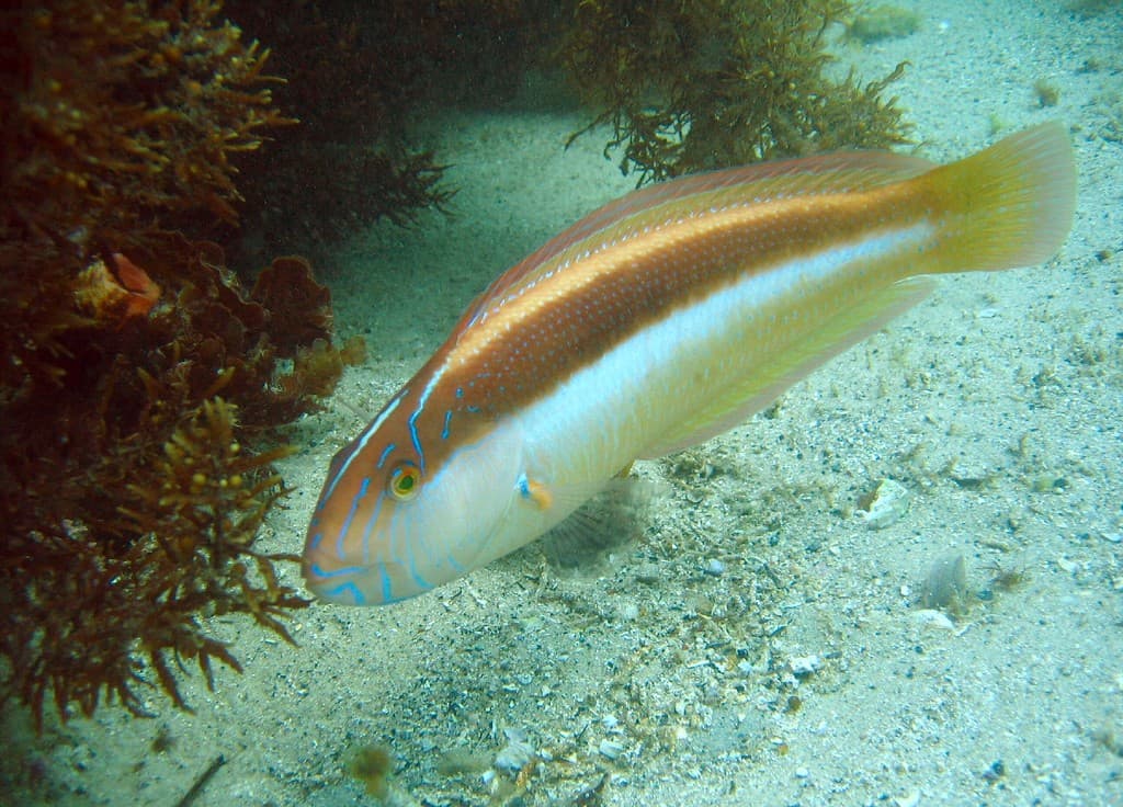 Southern Maori Wrasse (Ophthalmolepis lineolata)
