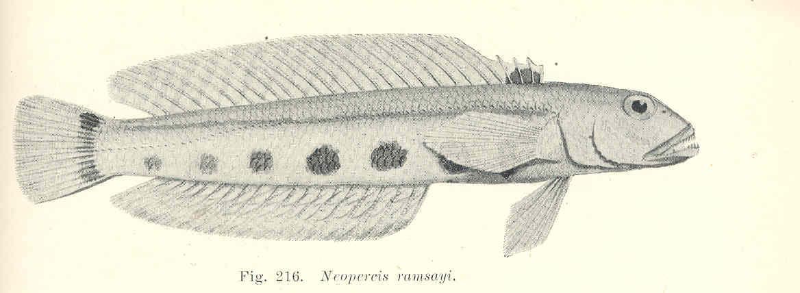 Spotted Grubfish
