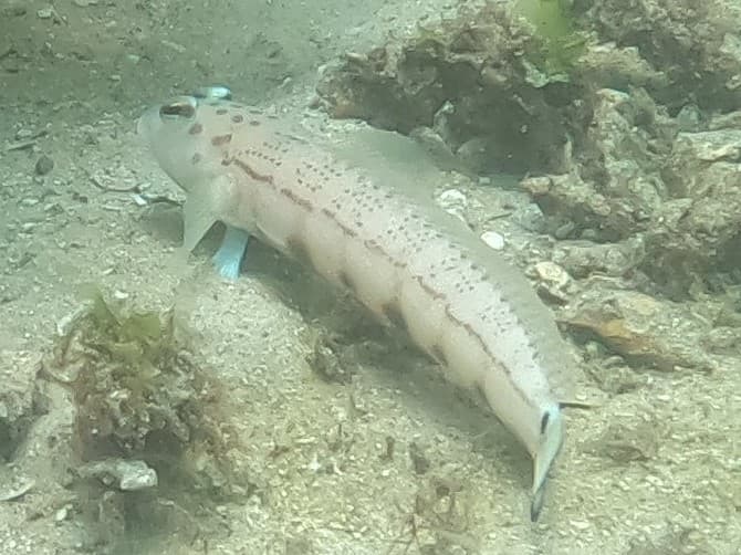 Spotted Grubfish (Parapercis ramsayi)