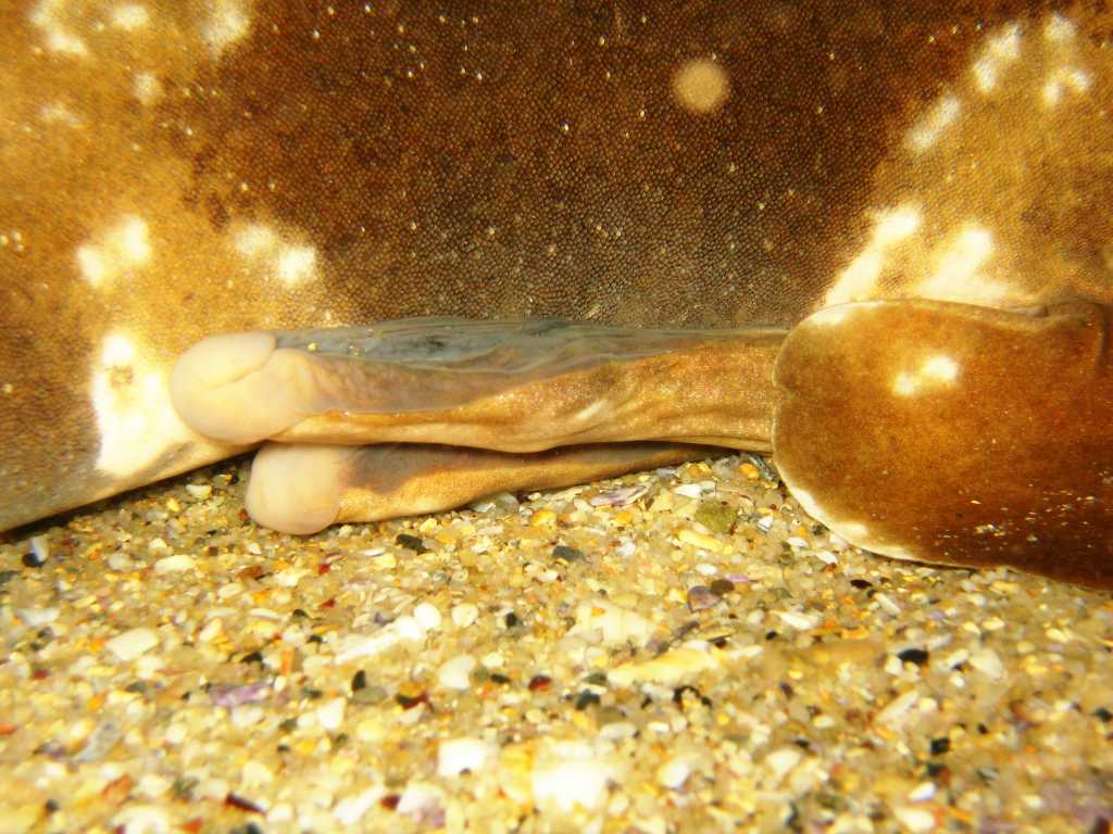 Spotted Wobbegong (Orectolobus maculatus)