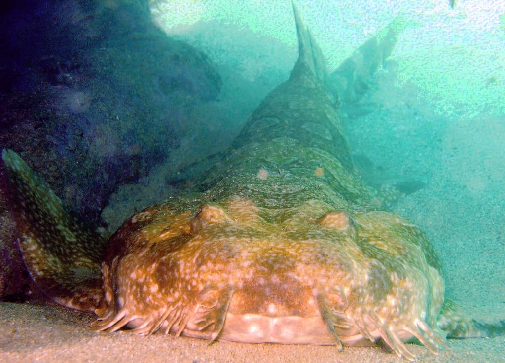 Spotted Wobbegong (Orectolobus maculatus)