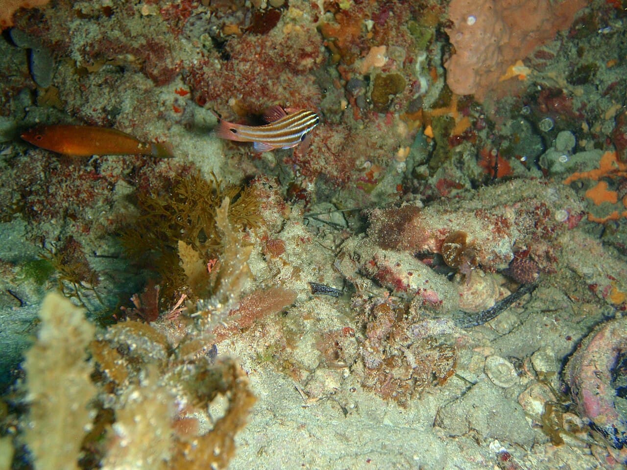 Striped Cardinalfish