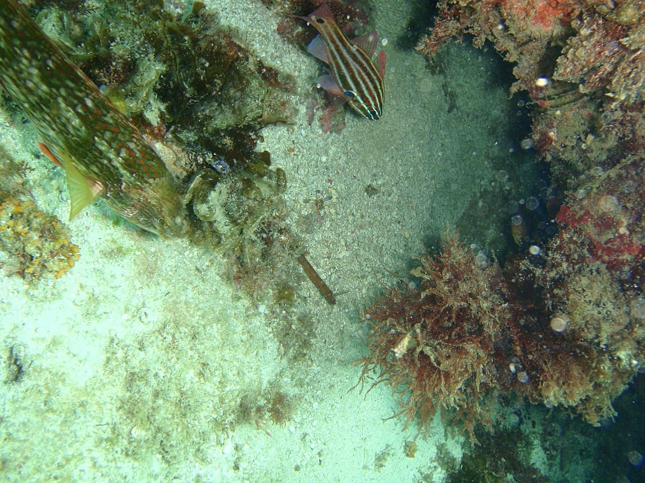 Striped Cardinalfish (Ostorhinchus fasciatus)
