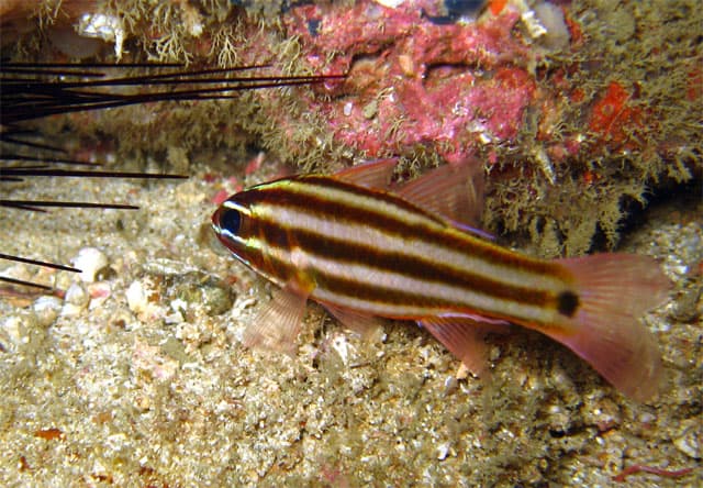 Striped Cardinalfish (Ostorhinchus fasciatus)