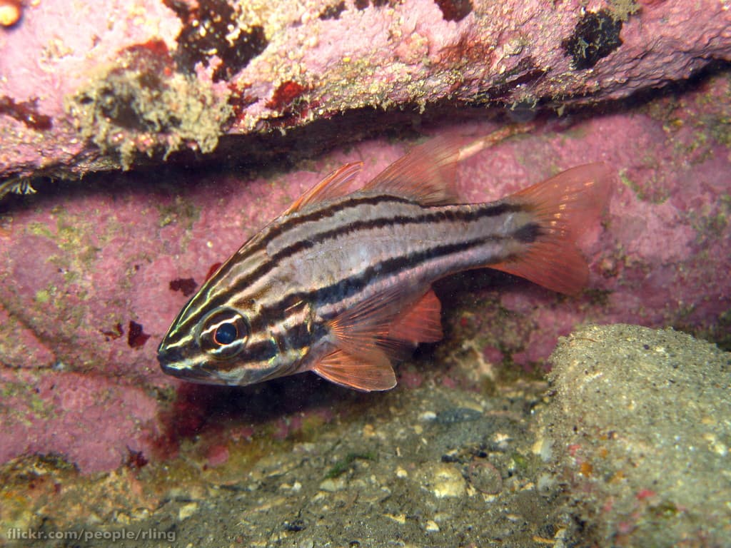 Sydney Cardinalfish