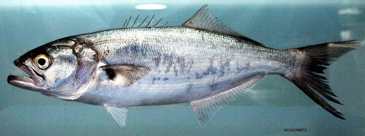 Unknown species