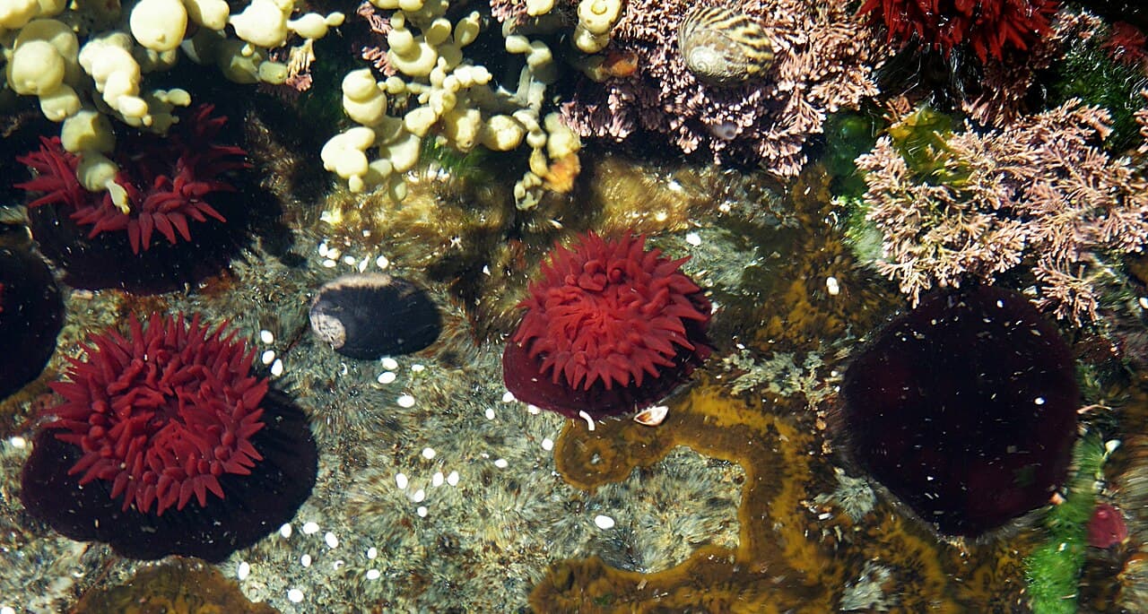 Unknown species