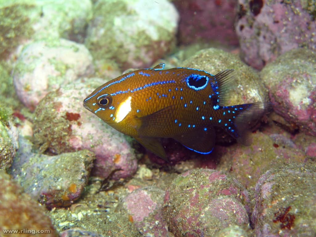 White-ear (Parma microlepis)