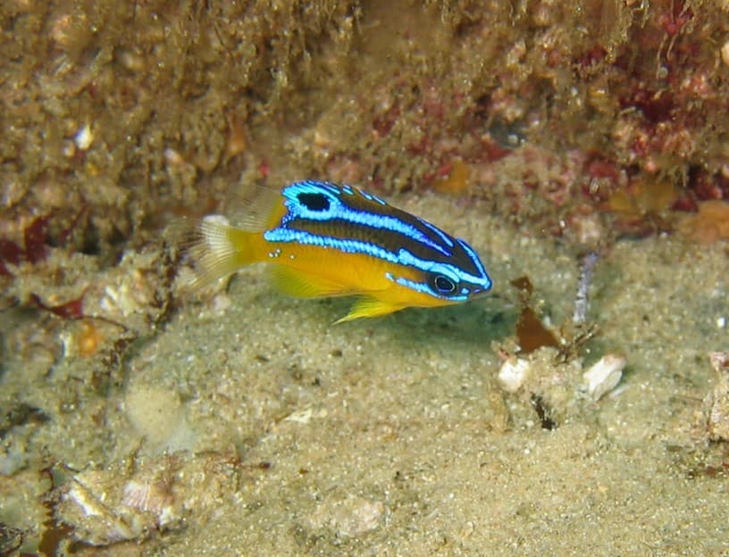 White-ear (Parma microlepis)