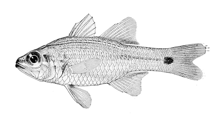 Whiteline Cardinalfish