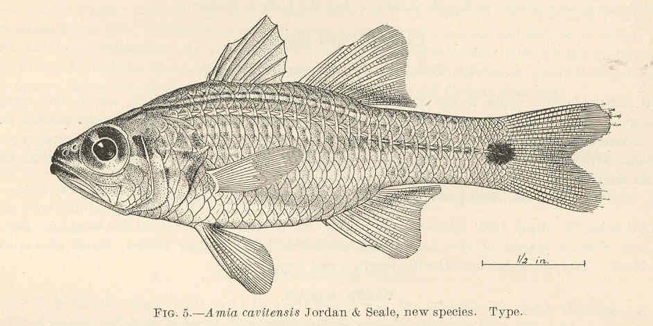 Whiteline Cardinalfish (Ostorhinchus cavitensis)
