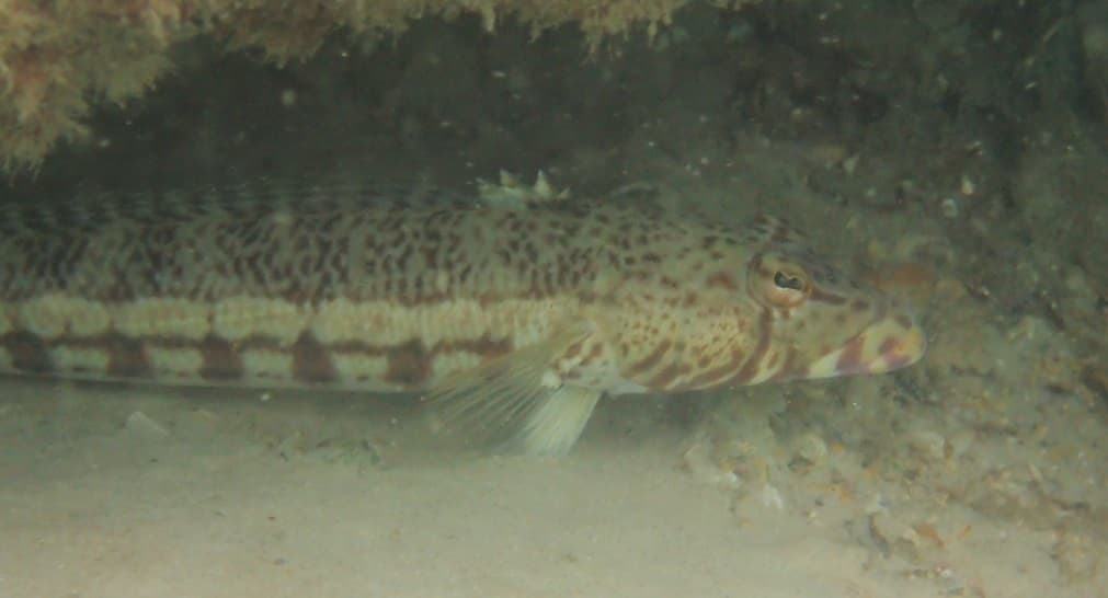 Whitestreak Grubfish