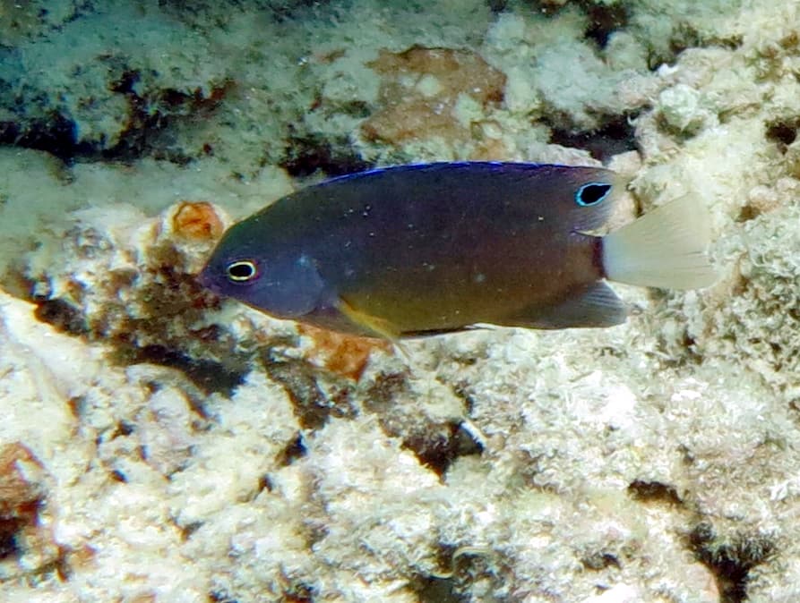 Whitetail Damsel