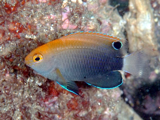 Whitetail Damsel (Pomacentrus chrysurus)