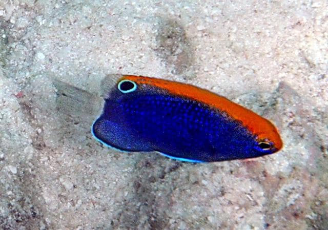 Whitetail Damsel (Pomacentrus chrysurus)