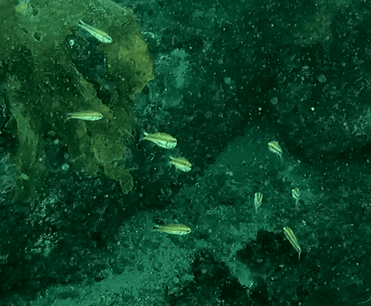 Wood's Siphonfish