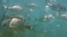 Yellowfin Bream