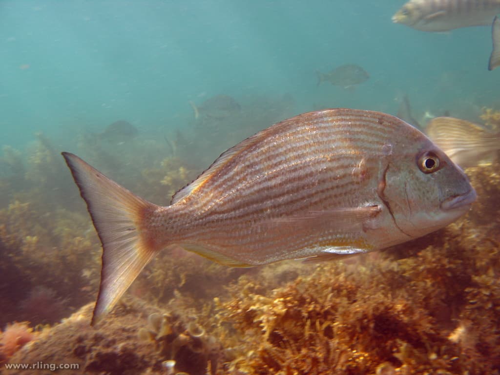 Yellowfin Bream (Acanthopagrus australis)