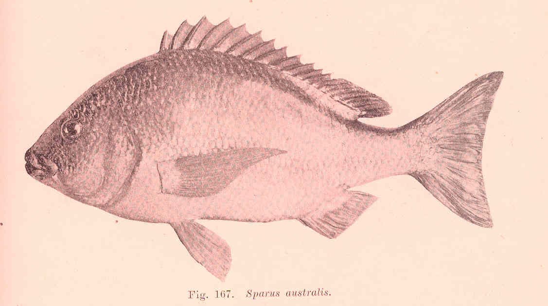 Yellowfin Bream (Acanthopagrus australis)