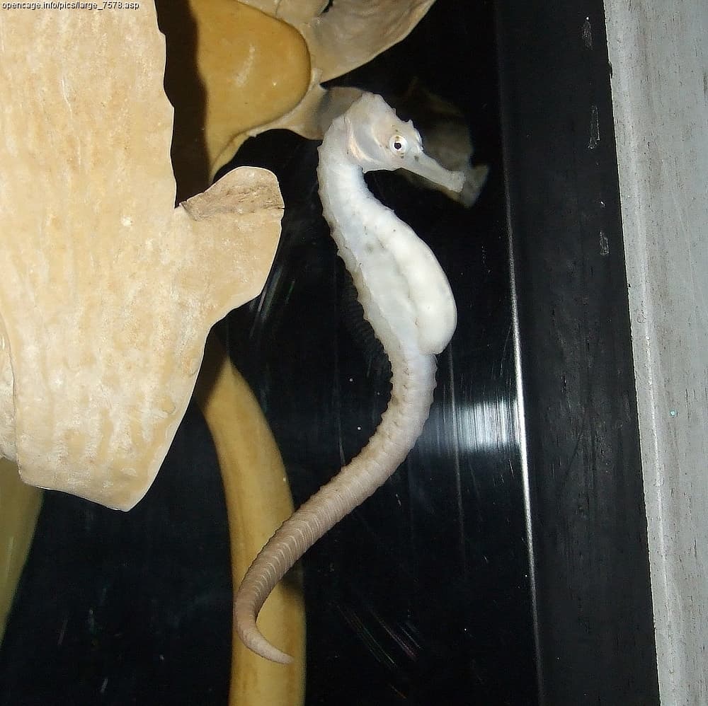 Unknown species