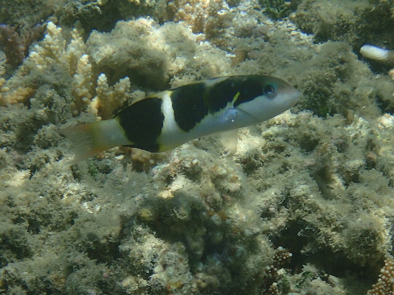 Unknown species