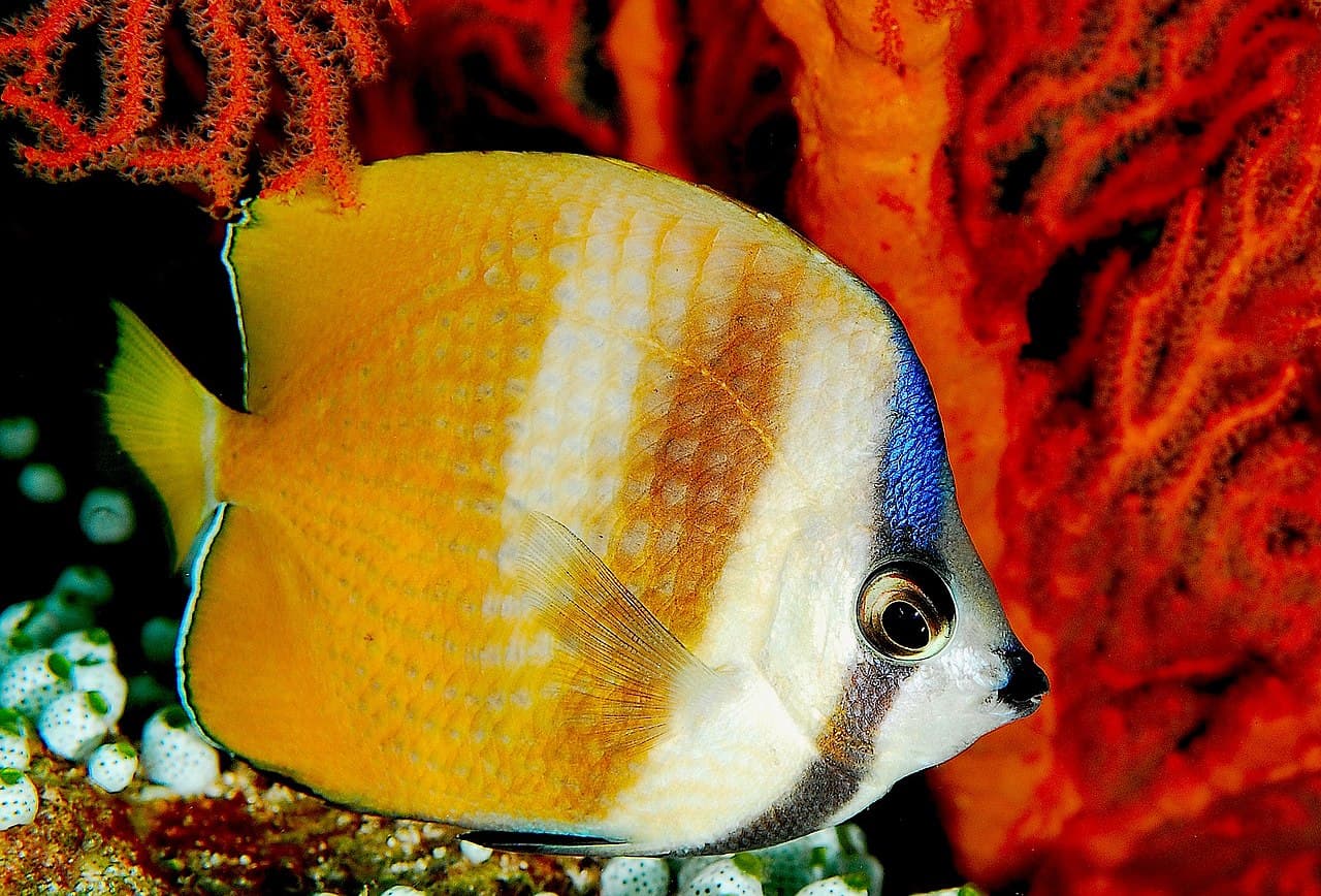 Blacklip Butterflyfish
