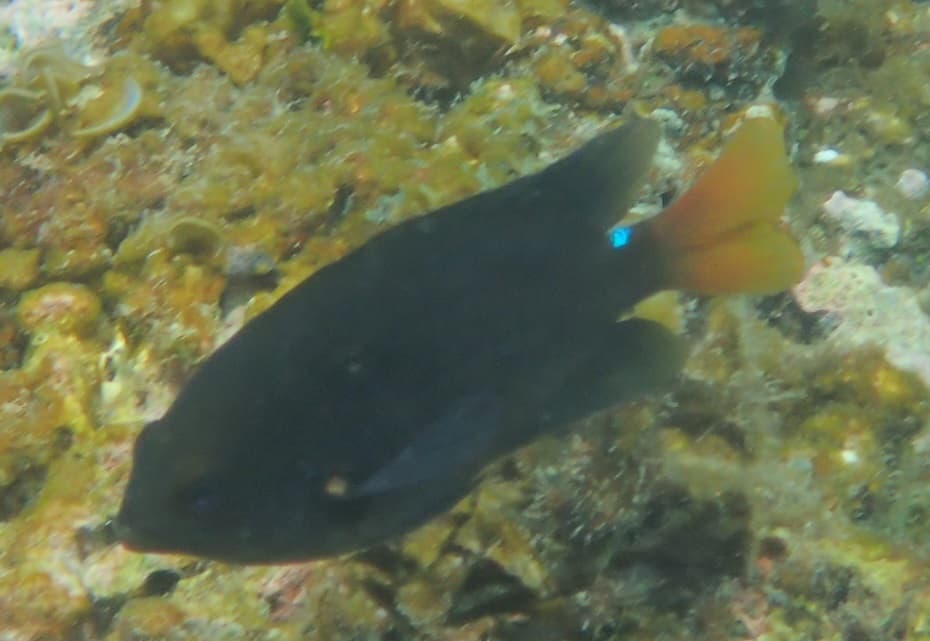 Bluespot damsel