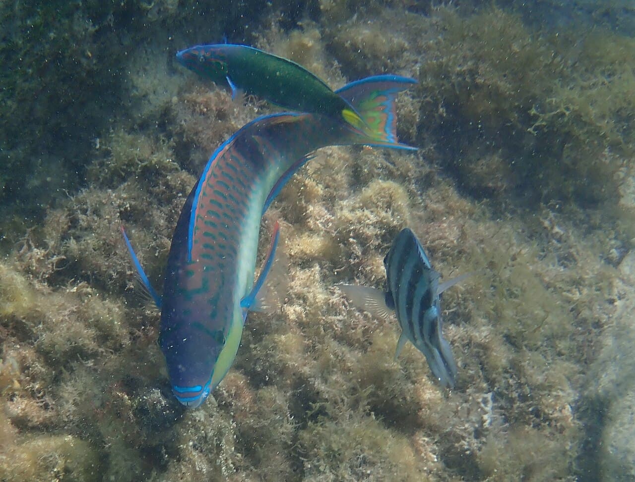 Chameleon Parrotfish