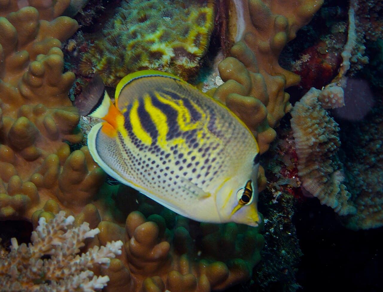 Dot-and-dash Butterflyfish