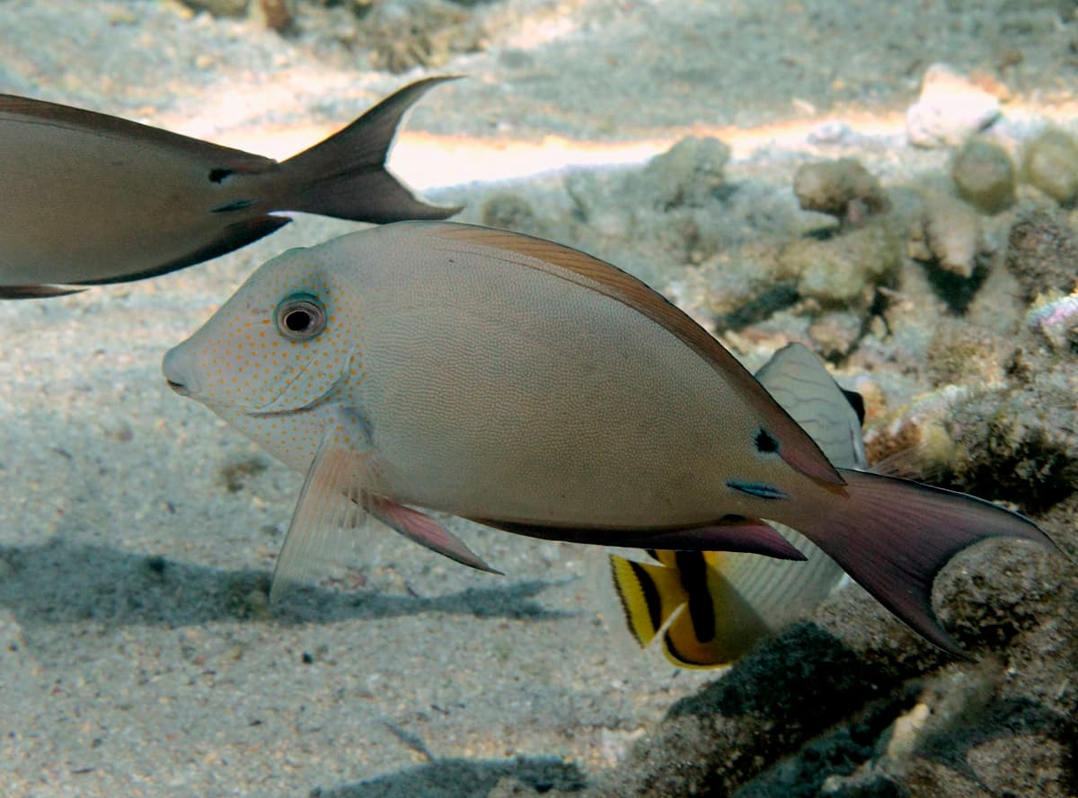 Unknown species