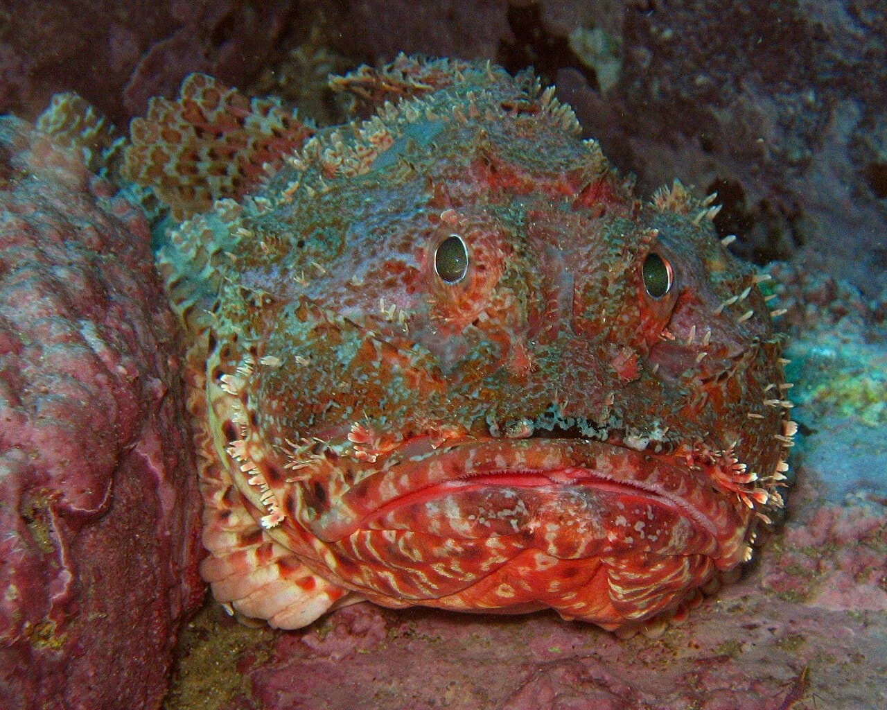 Unknown species