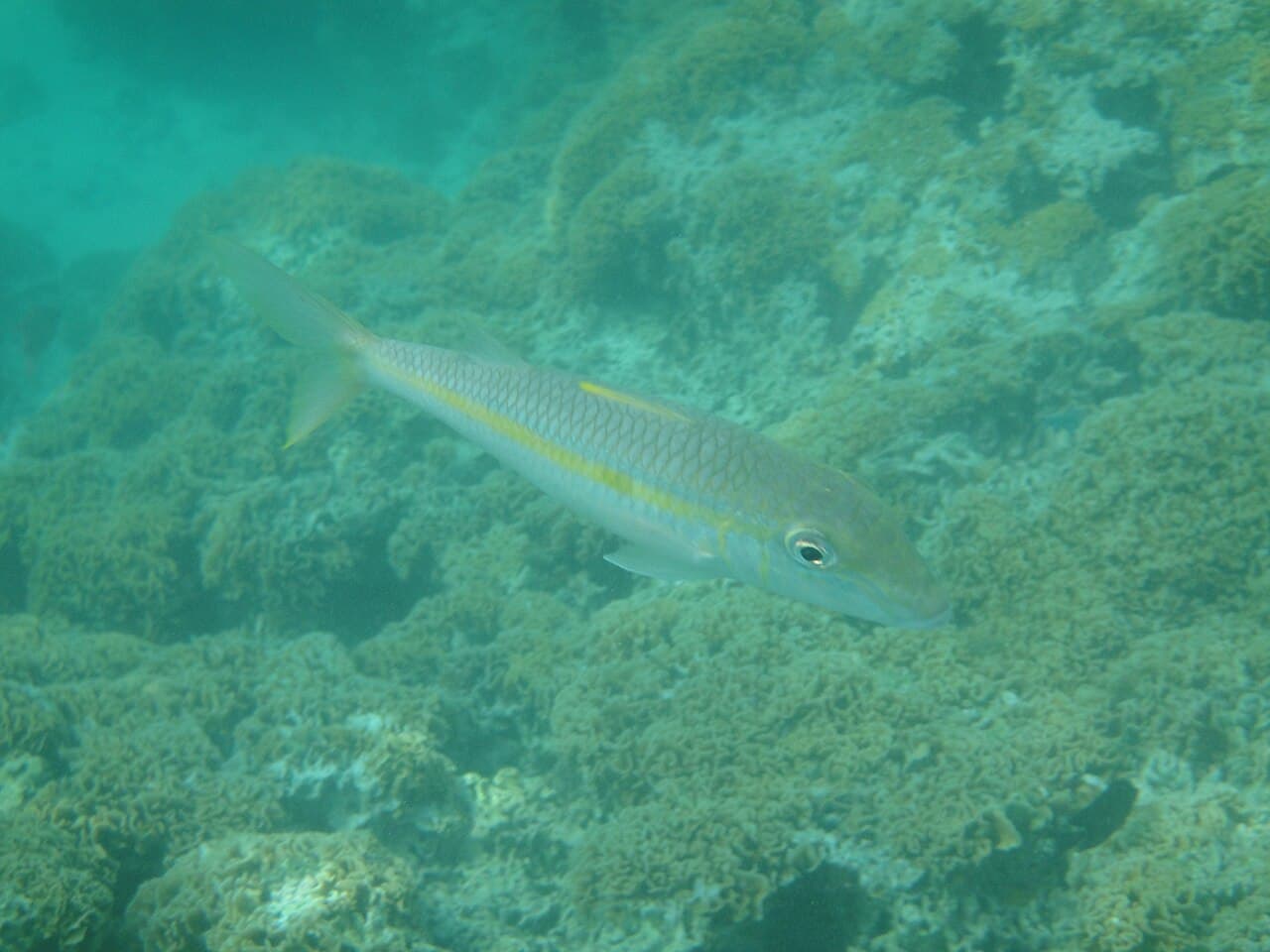 Goldstripe Goatfish