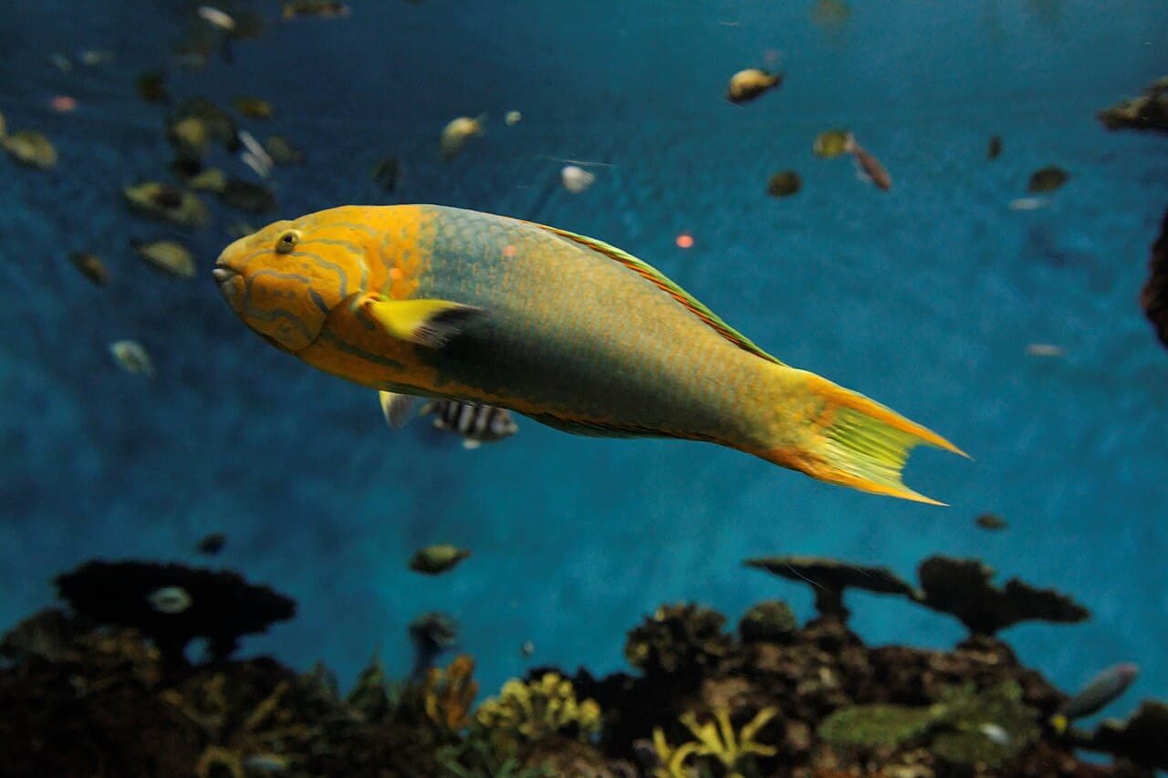 Unknown species