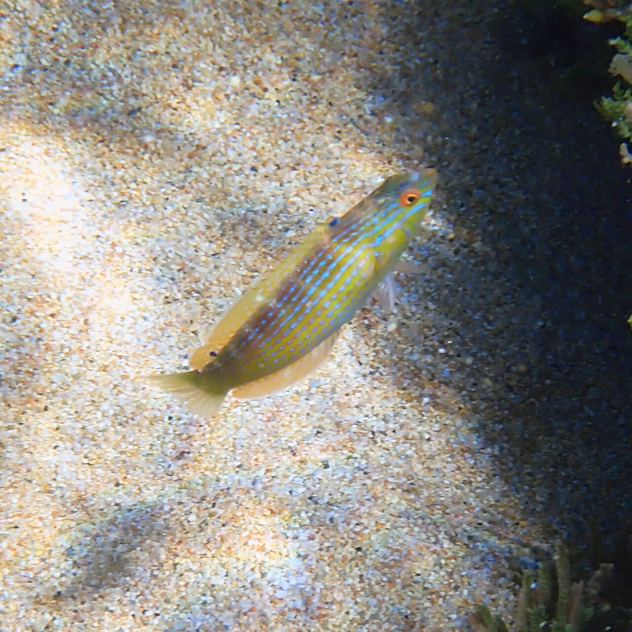 Painted Rainbow Wrasse