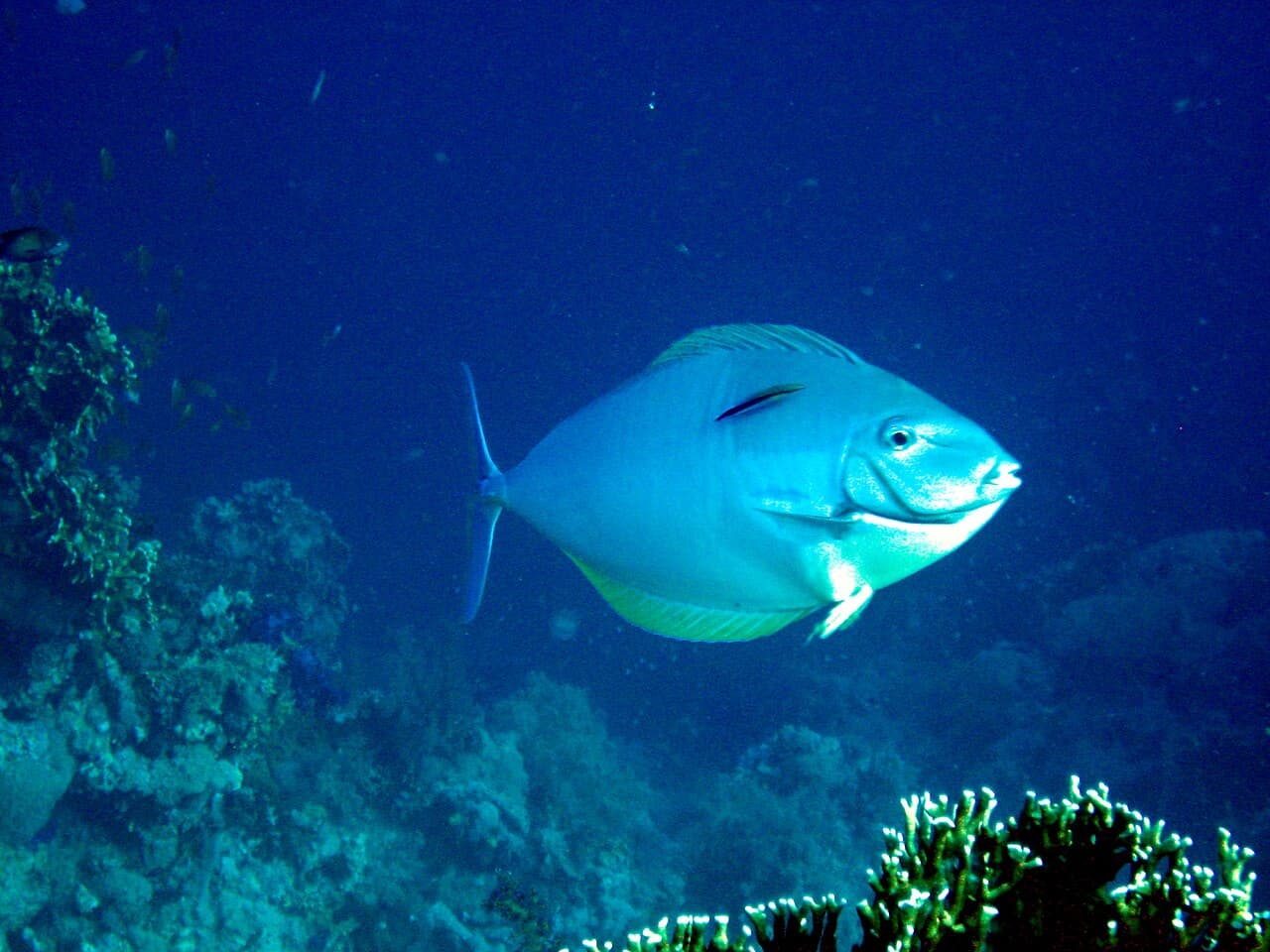 Pale Surgeonfish