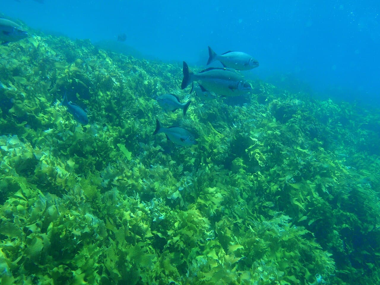 Unknown species