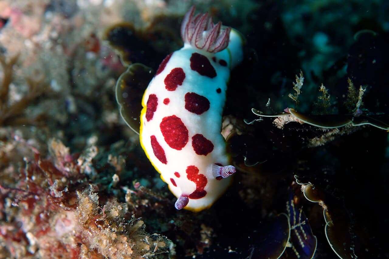 Unknown species