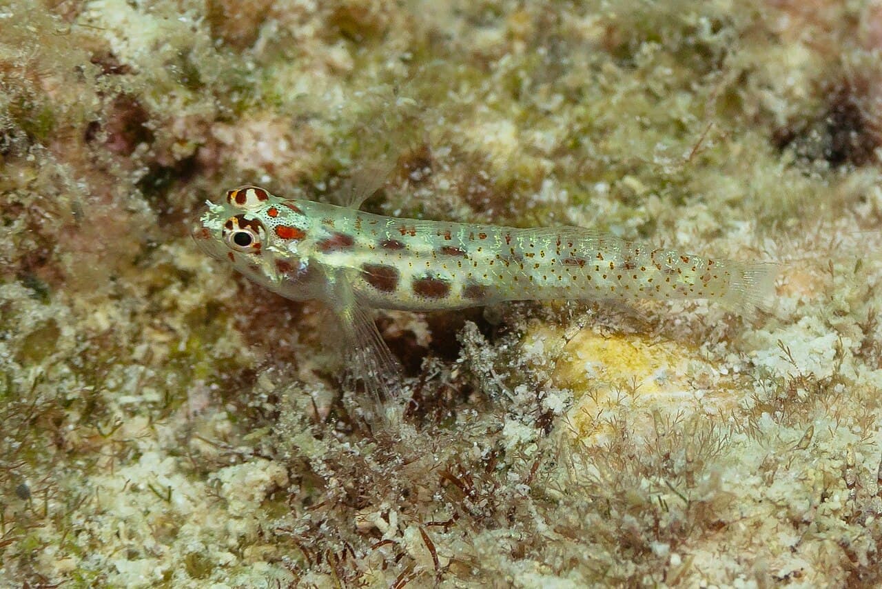 Terry's Pygmygoby