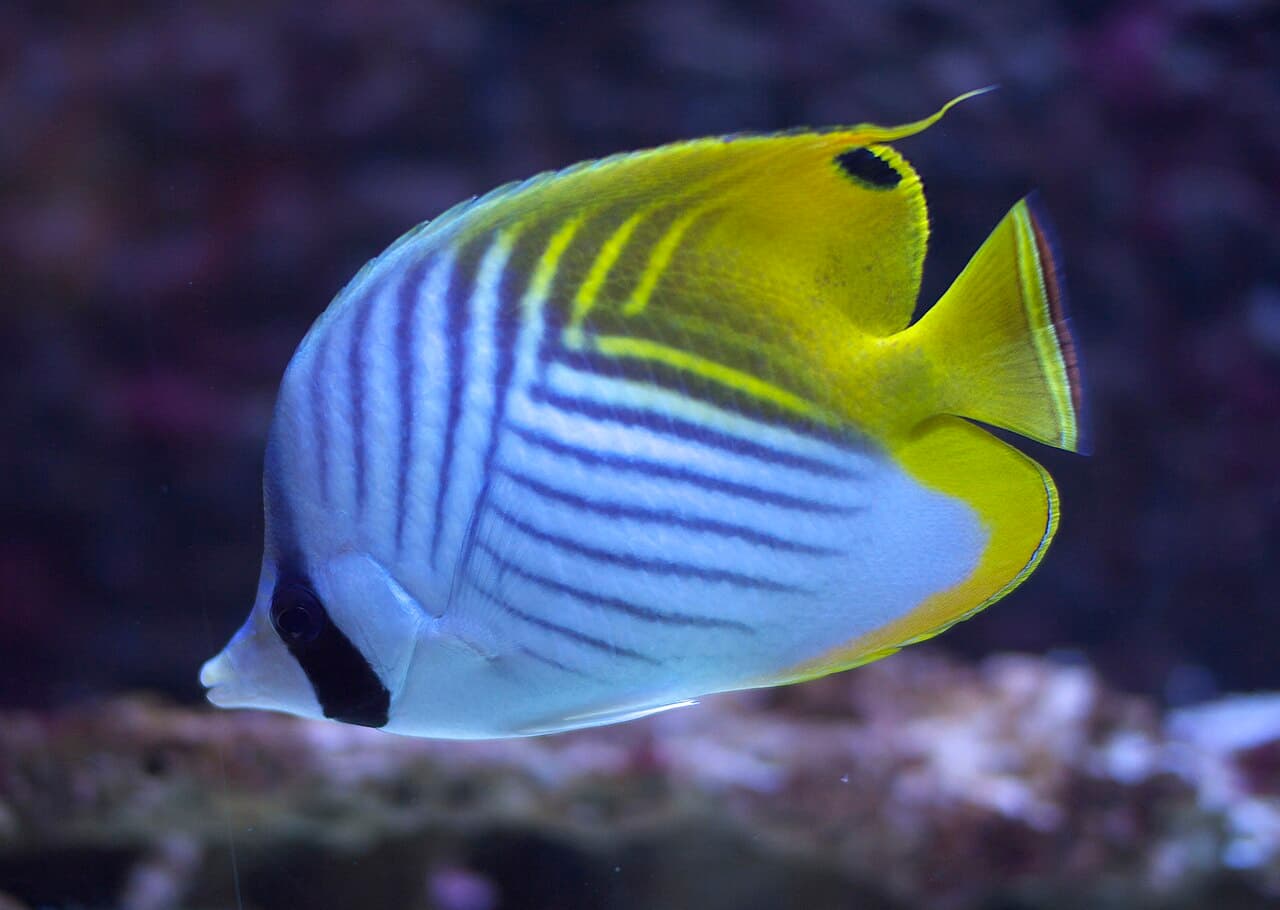 Unknown species