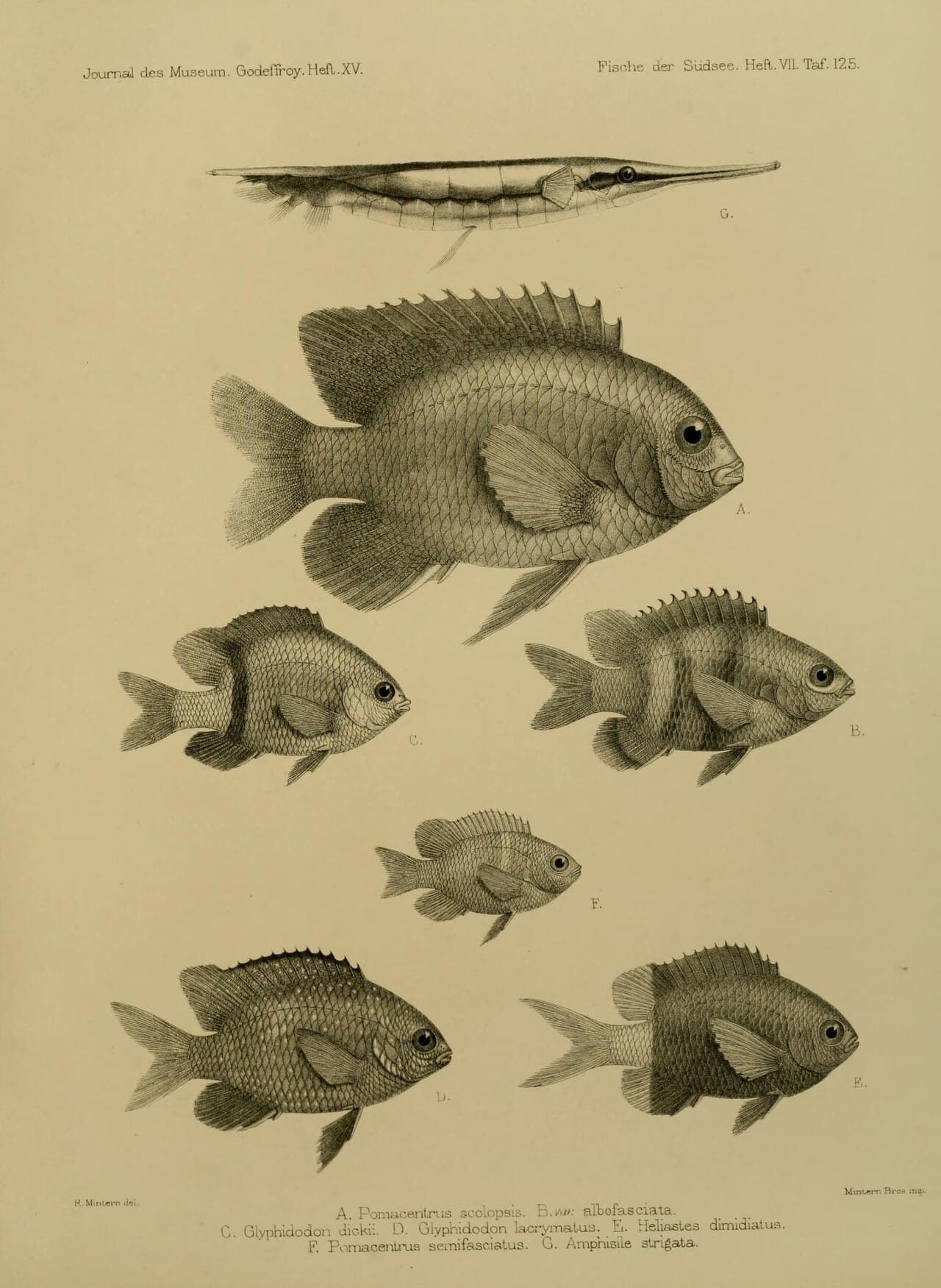 White-ear