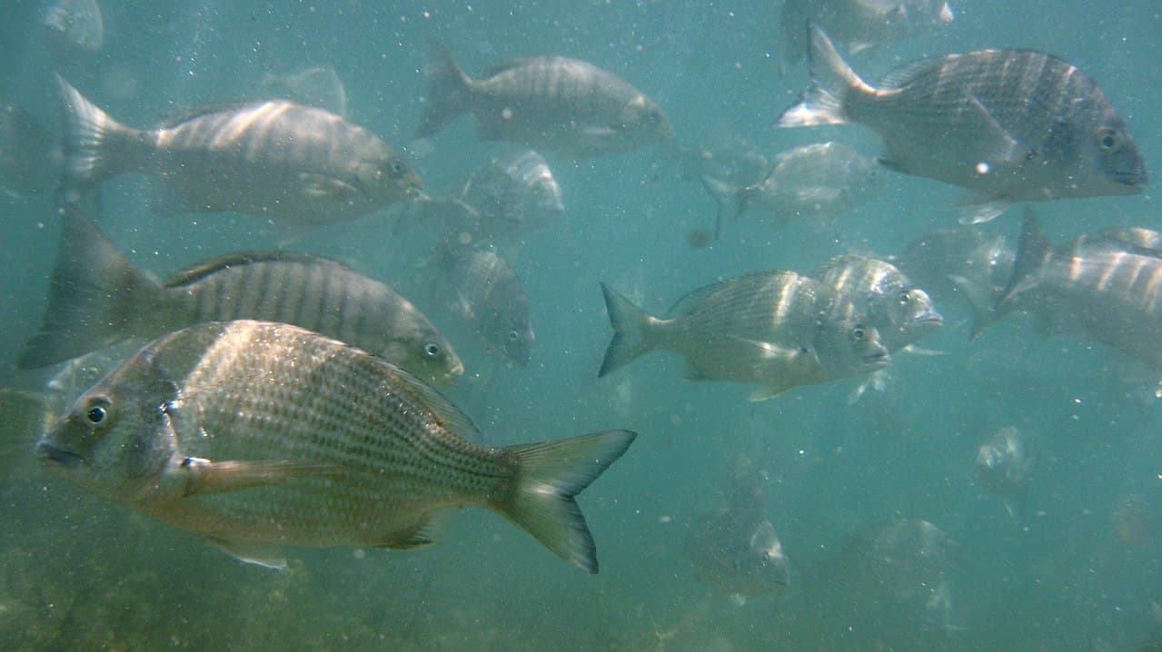 Yellowfin Bream
